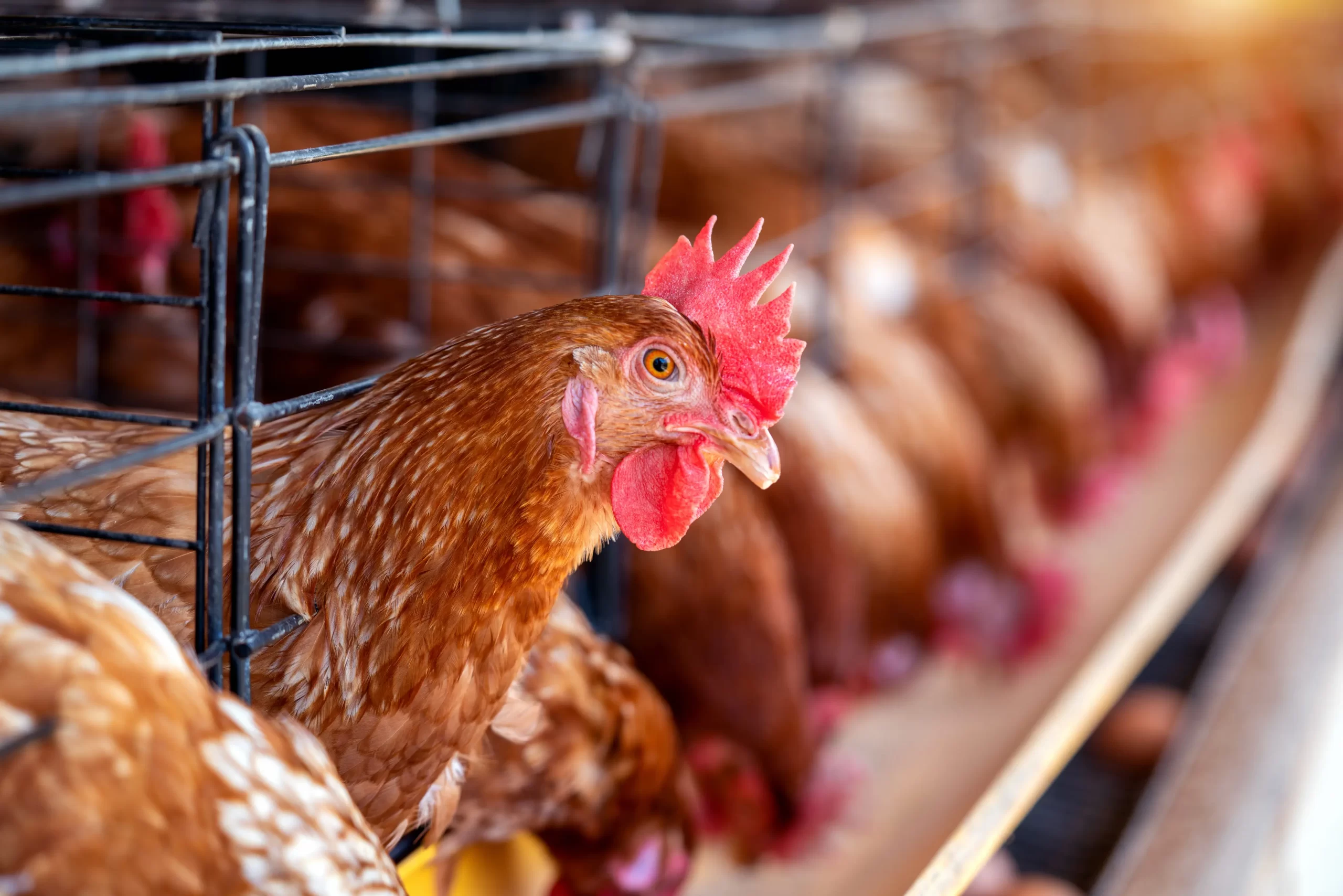 Agrovast Nutrition animale